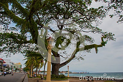 Waterfront with beautiful trees in cloudy weather. Dumaguete, Philippines Editorial Stock Photo