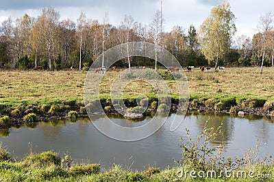 Waterhole in front of a herd of cattle Stock Photo