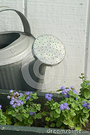 Watering Can Stock Photo