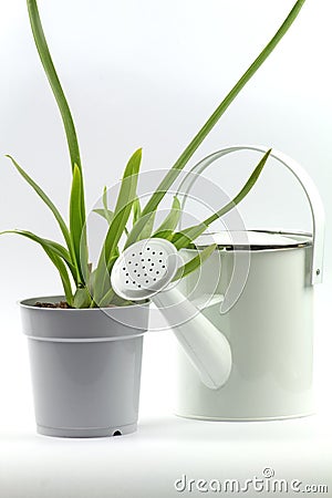 The watering can and the orchid Stock Photo