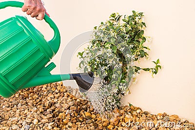 Watering can watering a young Jasmine plant. Stock Photo