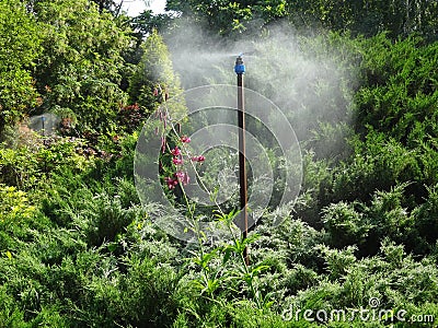 Watering exotic plants Stock Photo