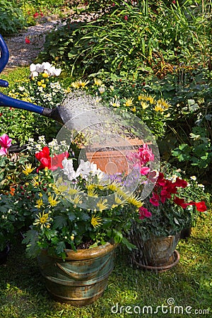 Watering flowerpots with new plants Stock Photo