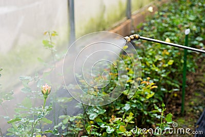 Watering flowers in garden Stock Photo