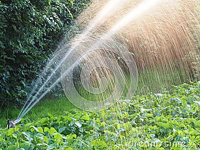 Watering garden Stock Photo