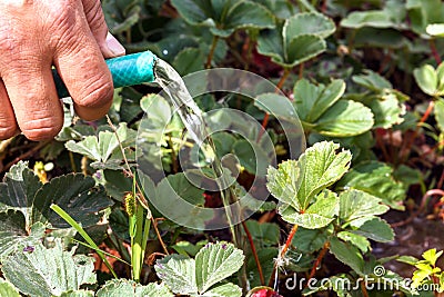 Watering the garden strawberry water from the hose Stock Photo
