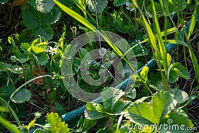 watering the garden strawberry water from the hose. garden work Stock Photo