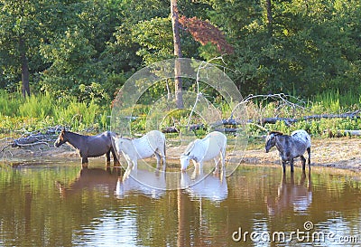 The watering hole Stock Photo