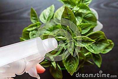 Watering home plants concept: woman hand going to spray basil plant with the black background - Image Stock Photo