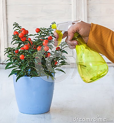 Watering Nightshade (Solanum pseudocapsicum) with red fruits are sprayed Stock Photo