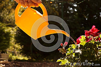 Watering pelargonium with a small water precisely dispensing wat Stock Photo