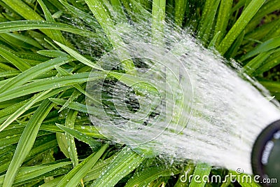 Watering plants Stock Photo