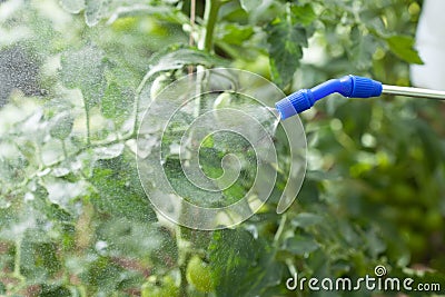 Watering of plants Stock Photo