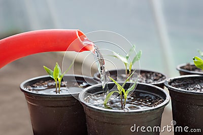 Watering seedling pepper Stock Photo
