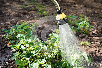 Watering seedling strawberry Stock Photo