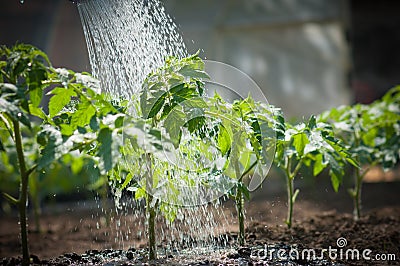 Watering seedling tomato Stock Photo