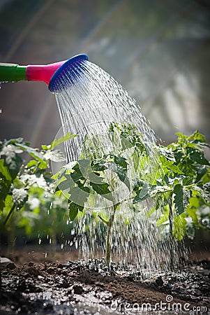 Watering seedling tomato Stock Photo