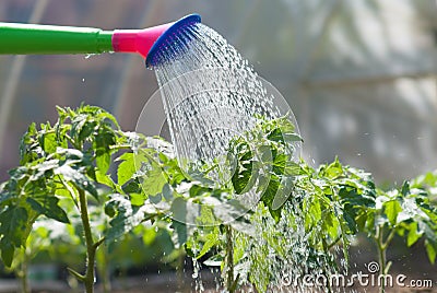 Watering seedling tomato Stock Photo