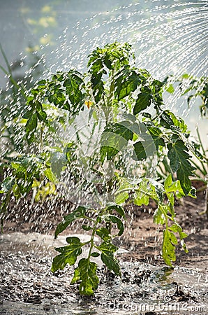 Watering seedling tomato Stock Photo