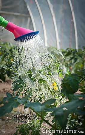 Watering seedling tomato Stock Photo