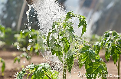 Watering seedling tomato Stock Photo