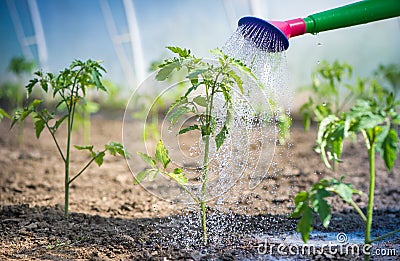 Watering seedling tomato Stock Photo