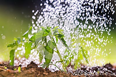 Watering seedling tomato in greenhouse garden Stock Photo