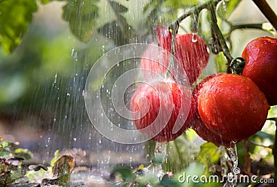 Watering seedling tomato in greenhouse garden Stock Photo