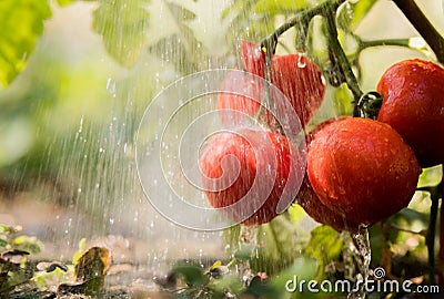 Watering seedling tomato in greenhouse garden Stock Photo