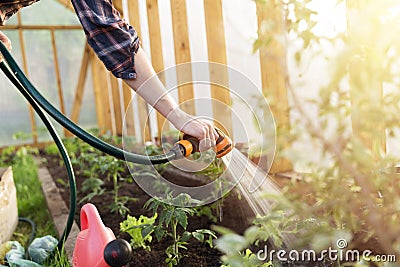 Watering seedling tomato plant in greenhouse garden. Gardening concept. Healthy and slow living Stock Photo