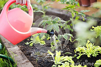 Watering seedling tomato plant in greenhouse garden with red watering can. Gardening concept Stock Photo