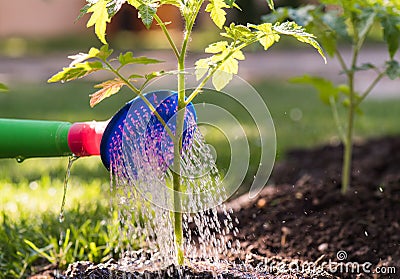 Watering seedling tomato plant in greenhouse garden Stock Photo