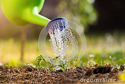 Watering seedling tomato plant in greenhouse gardens Stock Photo