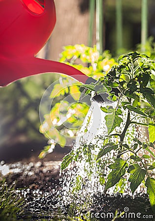 Watering seedling tomato in vegetable garden Stock Photo