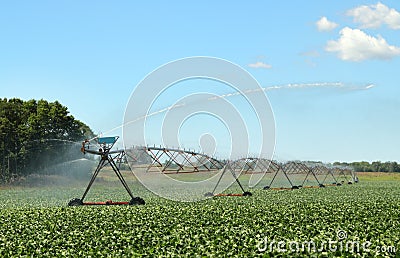 Watering Soy Beans Stock Photo