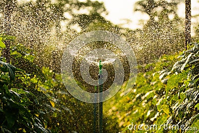 Watering from springer Stock Photo