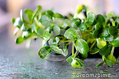 watering sunflower microgreens large drops of rain fall break splashes on a glass table Healthy Eating Concept. Organic Stock Photo