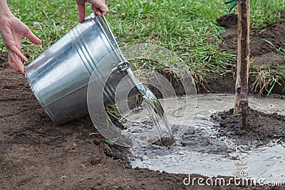 Watering tree seedlings after planting Stock Photo