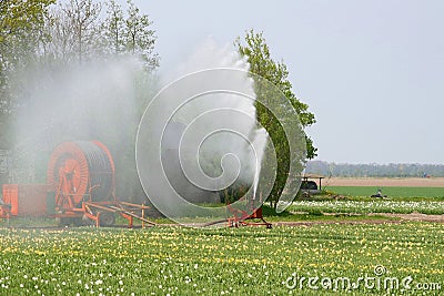 Sprinkler in the tulip fields, agriculture in the Noordoostpolder, Netherlands Stock Photo