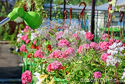 Watering from a water sprayer of pelargonium flowers in the garden center Stock Photo