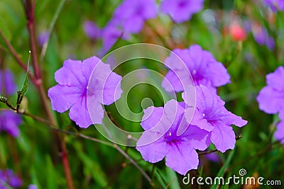 Waterkanon flower Stock Photo