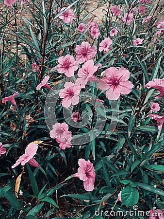 Waterkanon in the flower garden. Stock Photo