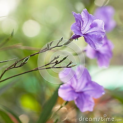 Waterkanon flower Stock Photo