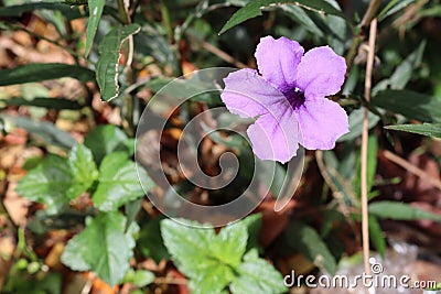 Waterkanon purple flower blooming on green leaves closeup in the garden. Stock Photo