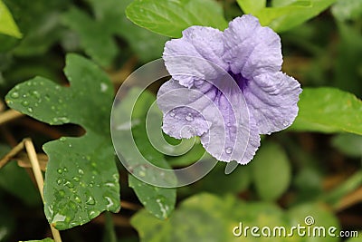 Waterkanon purple flower on green leaves branch ivy on tree closeup. Stock Photo