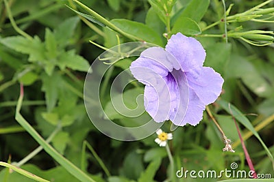 Waterkanon purple flowers blooming with copy space on green leaves closeup in the garden. Stock Photo