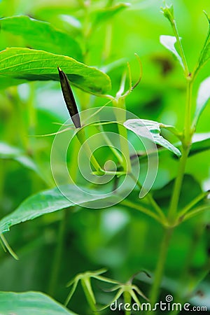 Waterkanon seed Stock Photo