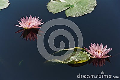 Waterlilies Stock Photo