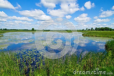 Waterlilies and clouds Stock Photo