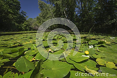 Waterlilies at Klatovske rameno Danube meander Stock Photo